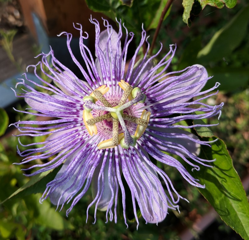 Passionflower