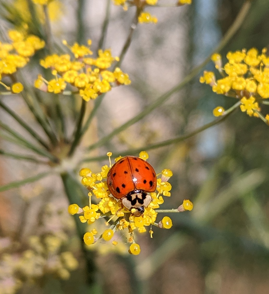 Ladybug on fennel blossom