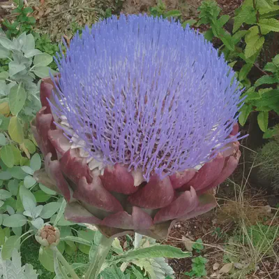 Artichoke blossom