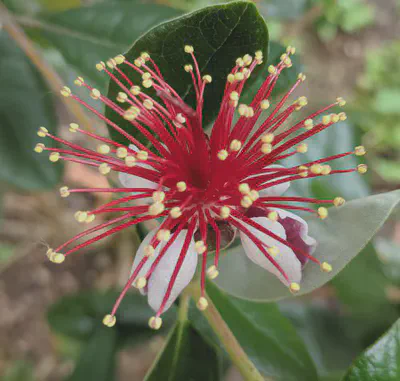 Feijoa blossom